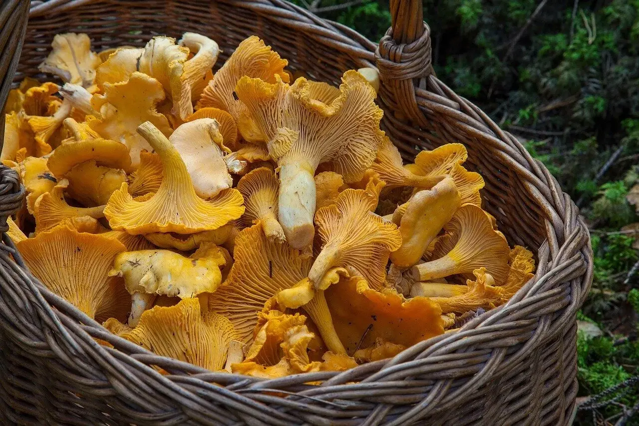 La girolle