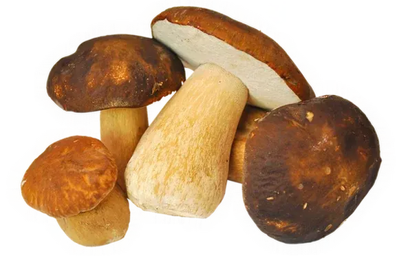 Le cèpe