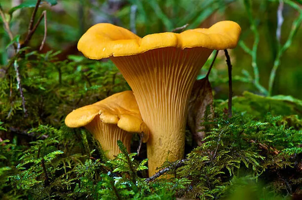 Girolles déshydratées - vue 3
