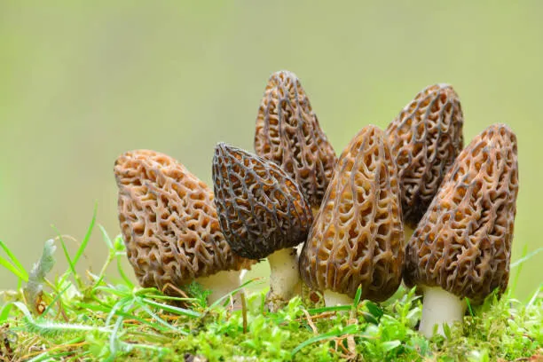 Morilles déshydratées - vue 3